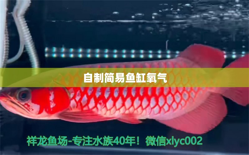 自制簡(jiǎn)易魚缸氧氣