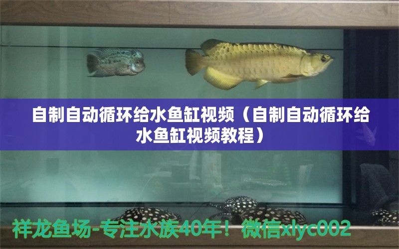 自制自動循環(huán)給水魚缸視頻（自制自動循環(huán)給水魚缸視頻教程） 其他品牌魚缸