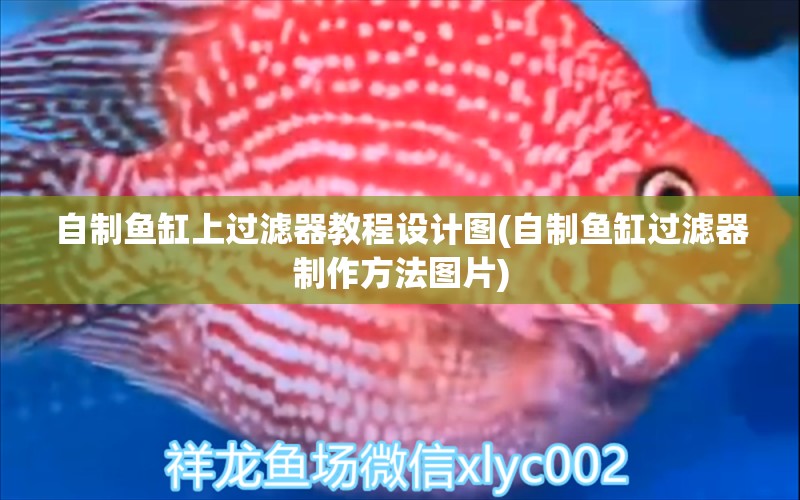 自制魚缸上過(guò)濾器教程設(shè)計(jì)圖(自制魚缸過(guò)濾器制作方法圖片) 委內(nèi)瑞拉奧里諾三間魚