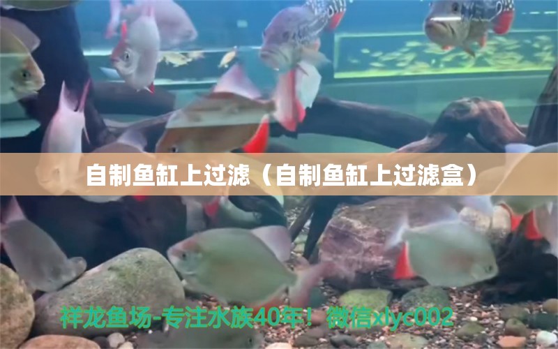 自制魚缸上過(guò)濾（自制魚缸上過(guò)濾盒）