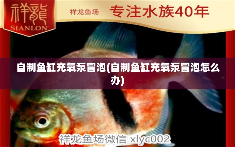 自制魚缸充氧泵冒泡(自制魚缸充氧泵冒泡怎么辦) 豬鼻龜