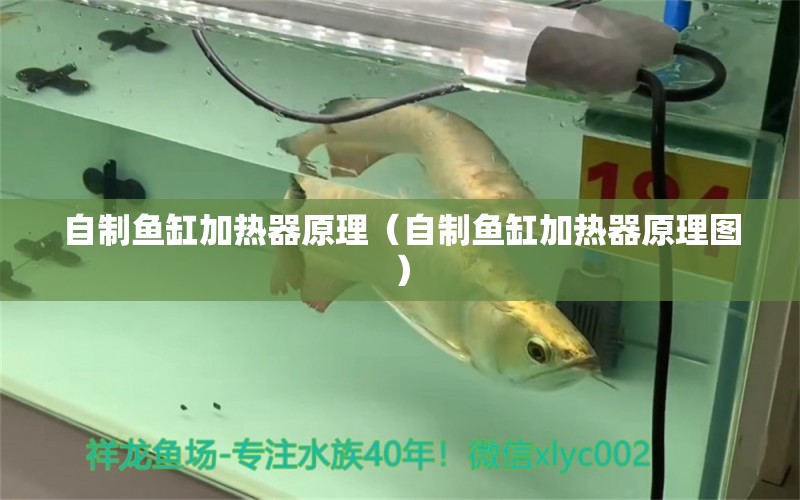 自制魚缸加熱器原理（自制魚缸加熱器原理圖） 小型觀賞魚