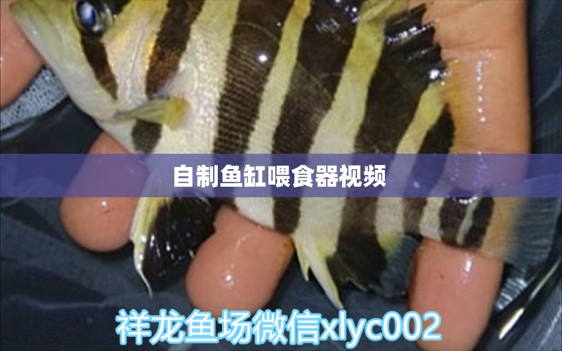 自制魚缸喂食器視頻 