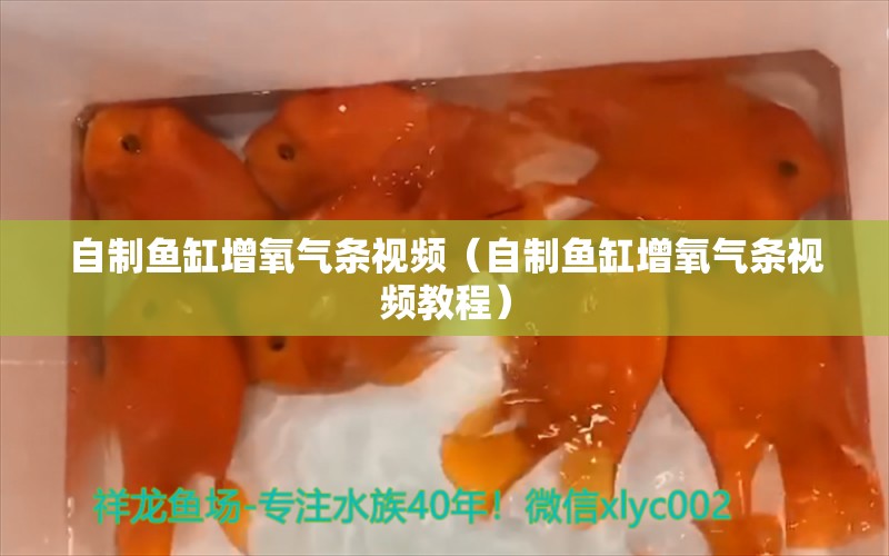 自制魚缸增氧氣條視頻（自制魚缸增氧氣條視頻教程）