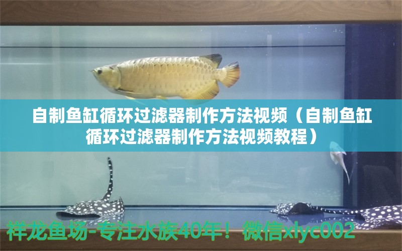 自制魚缸循環(huán)過濾器制作方法視頻（自制魚缸循環(huán)過濾器制作方法視頻教程）