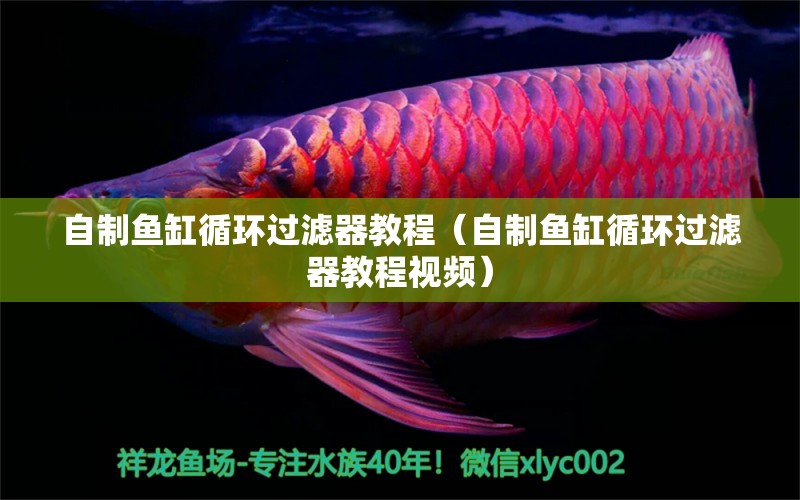 自制魚缸循環(huán)過濾器教程（自制魚缸循環(huán)過濾器教程視頻）