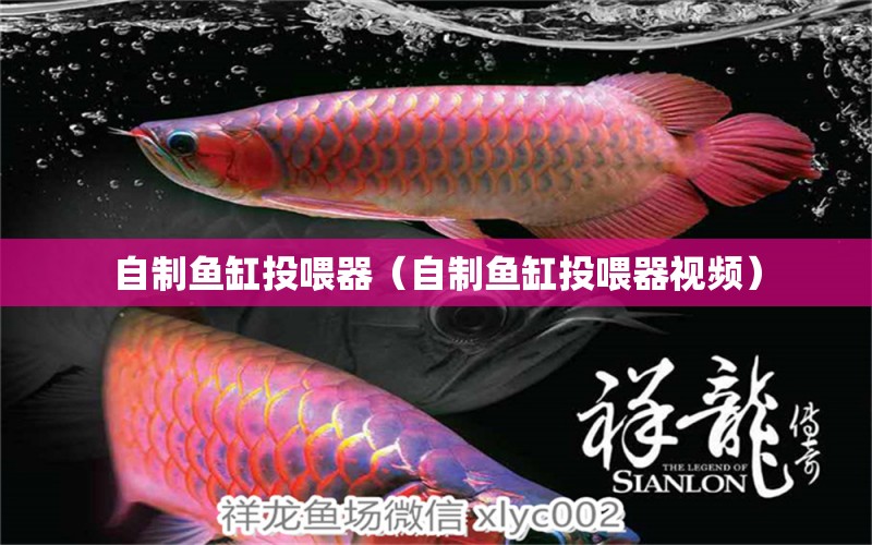 自制魚缸投喂器（自制魚缸投喂器視頻）