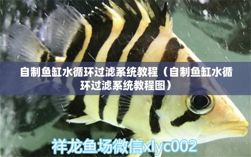 自制魚缸水循環(huán)過濾系統(tǒng)教程（自制魚缸水循環(huán)過濾系統(tǒng)教程圖） 量子養(yǎng)魚技術(shù)