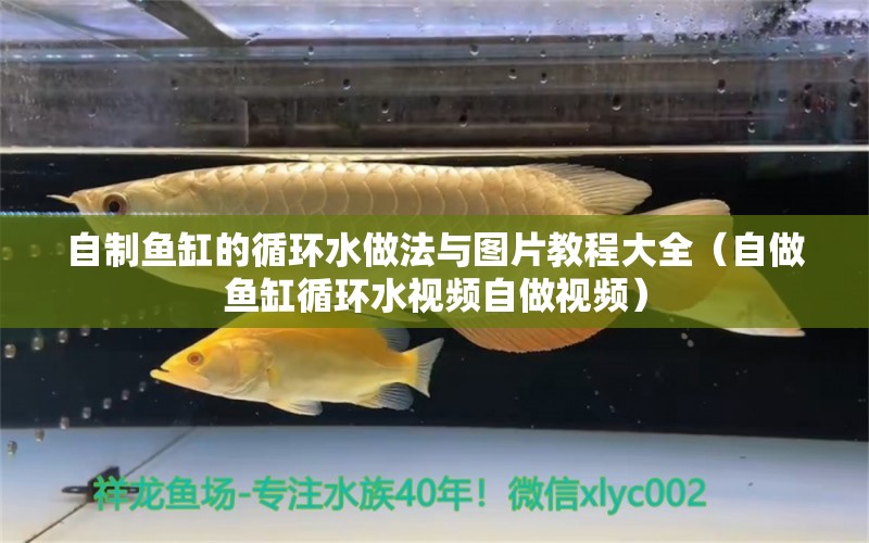 自制魚缸的循環(huán)水做法與圖片教程大全（自做魚缸循環(huán)水視頻自做視頻）