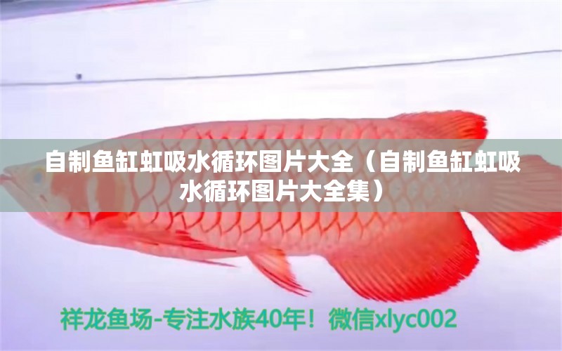 自制魚缸虹吸水循環(huán)圖片大全（自制魚缸虹吸水循環(huán)圖片大全集）