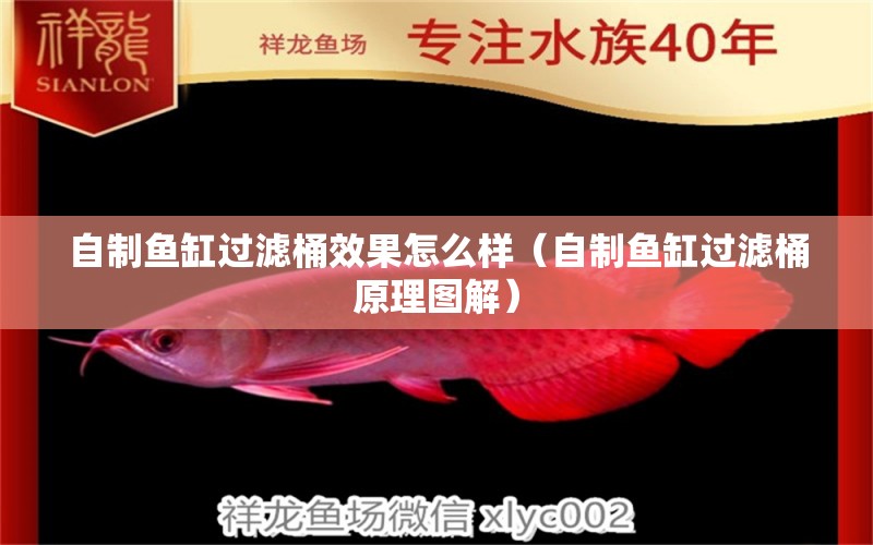 自制魚缸過濾桶效果怎么樣（自制魚缸過濾桶原理圖解）