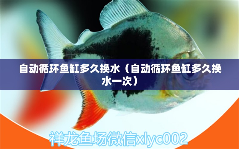 自動(dòng)循環(huán)魚(yú)缸多久換水（自動(dòng)循環(huán)魚(yú)缸多久換水一次） 祥龍水族醫(yī)院