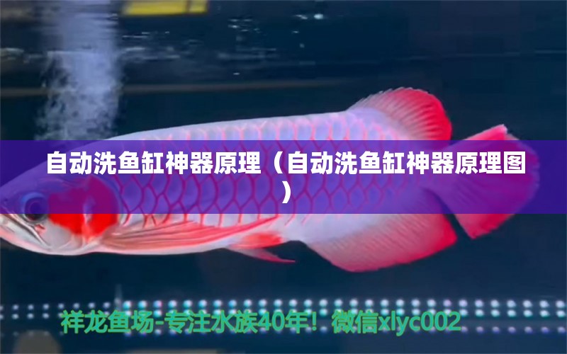 自動(dòng)洗魚缸神器原理（自動(dòng)洗魚缸神器原理圖） 觀賞魚水族批發(fā)市場