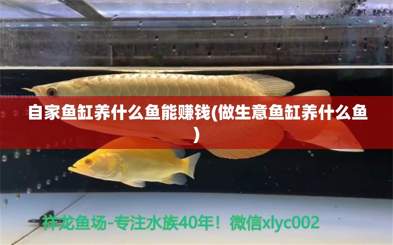 自家魚缸養(yǎng)什么魚能賺錢(做生意魚缸養(yǎng)什么魚) 觀賞魚市場