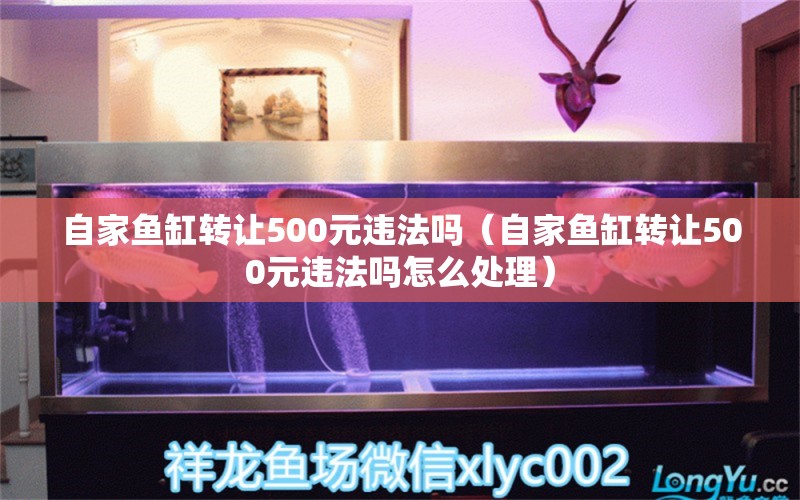 自家魚缸轉(zhuǎn)讓500元違法嗎（自家魚缸轉(zhuǎn)讓500元違法嗎怎么處理）