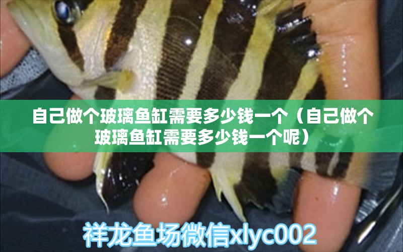 自己做個(gè)玻璃魚缸需要多少錢一個(gè)（自己做個(gè)玻璃魚缸需要多少錢一個(gè)呢） 祥龍水族醫(yī)院