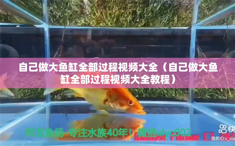 自己做大魚缸全部過程視頻大全（自己做大魚缸全部過程視頻大全教程） 觀賞魚市場（混養(yǎng)魚）