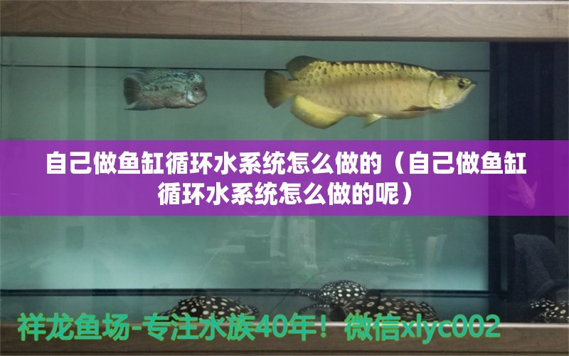 自己做魚(yú)缸循環(huán)水系統(tǒng)怎么做的（自己做魚(yú)缸循環(huán)水系統(tǒng)怎么做的呢）