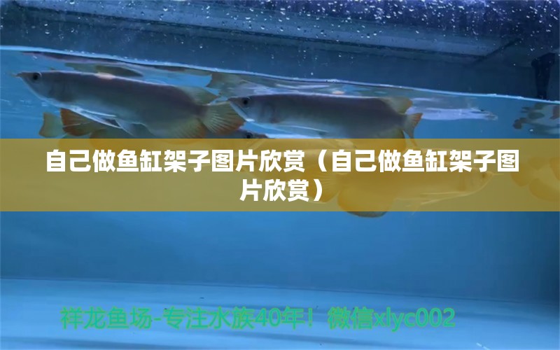 自己做魚(yú)缸架子圖片欣賞（自己做魚(yú)缸架子圖片欣賞） 三間鼠魚(yú) 第1張