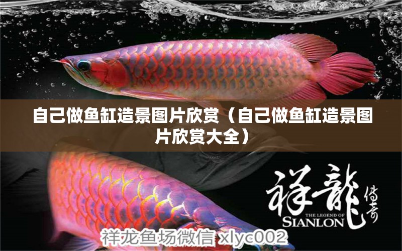 自己做魚缸造景圖片欣賞（自己做魚缸造景圖片欣賞大全） 麥肯斯銀版魚