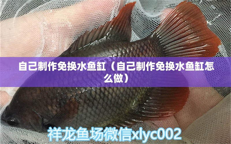 自己制作免換水魚缸（自己制作免換水魚缸怎么做）