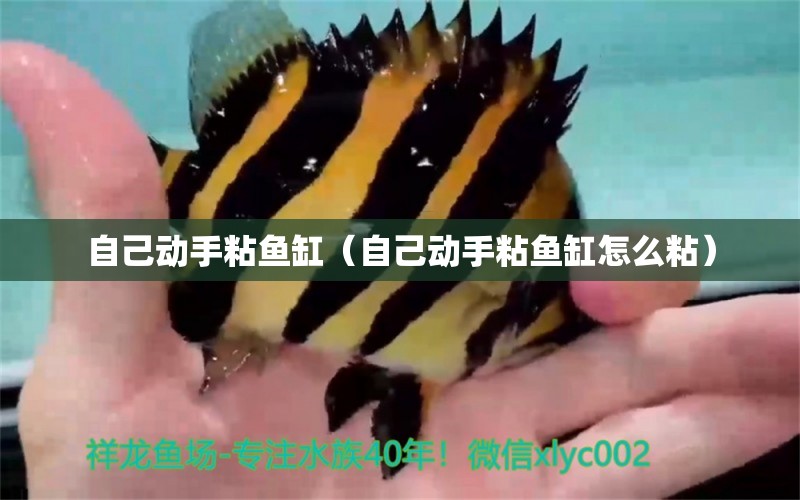 自己動手粘魚缸（自己動手粘魚缸怎么粘）