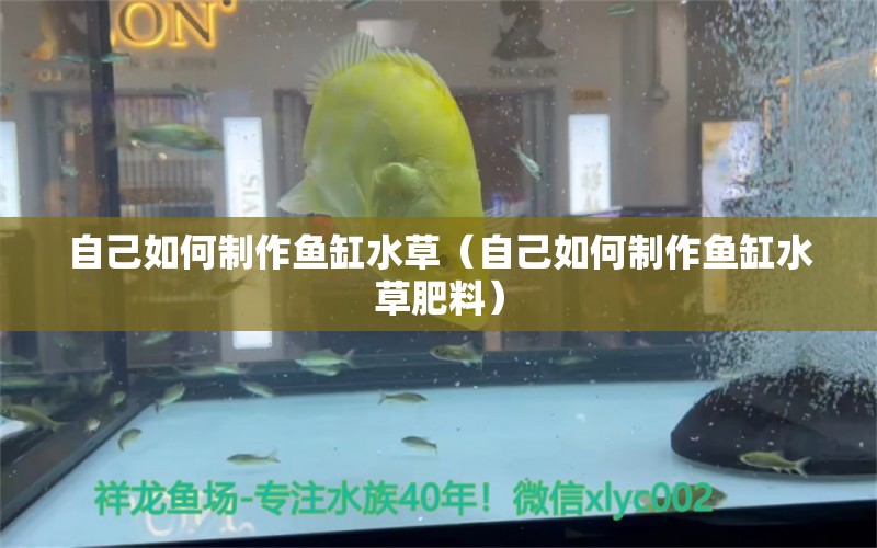 自己如何制作魚缸水草（自己如何制作魚缸水草肥料）