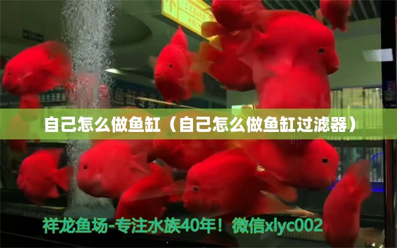 自己怎么做魚(yú)缸（自己怎么做魚(yú)缸過(guò)濾器）