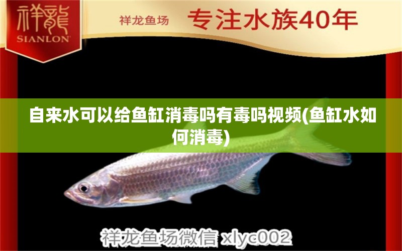 自來水可以給魚缸消毒嗎有毒嗎視頻(魚缸水如何消毒) 白子關(guān)刀魚