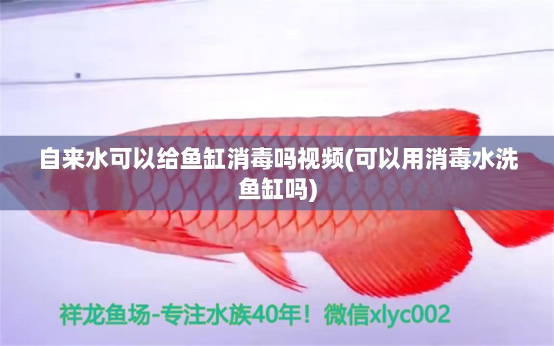 自來水可以給魚缸消毒嗎視頻(可以用消毒水洗魚缸嗎) 黃金夢幻雷龍魚