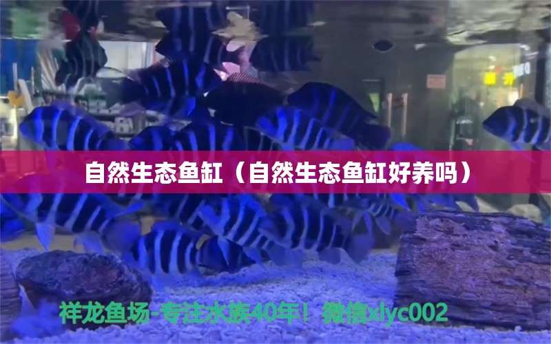 自然生態(tài)魚缸（自然生態(tài)魚缸好養(yǎng)嗎）