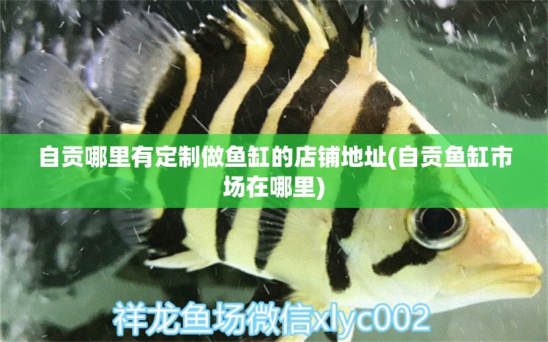 自貢哪里有定制做魚缸的店鋪地址(自貢魚缸市場(chǎng)在哪里) 紅老虎魚 第1張