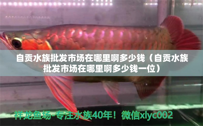 自貢水族批發(fā)市場在哪里啊多少錢（自貢水族批發(fā)市場在哪里啊多少錢一位） 觀賞魚水族批發(fā)市場