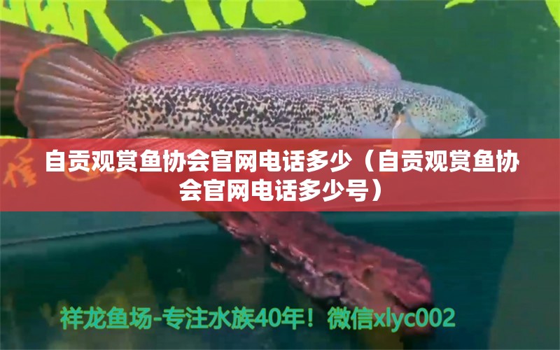 自貢觀賞魚協(xié)會(huì)官網(wǎng)電話多少（自貢觀賞魚協(xié)會(huì)官網(wǎng)電話多少號(hào)） 帝王迷宮