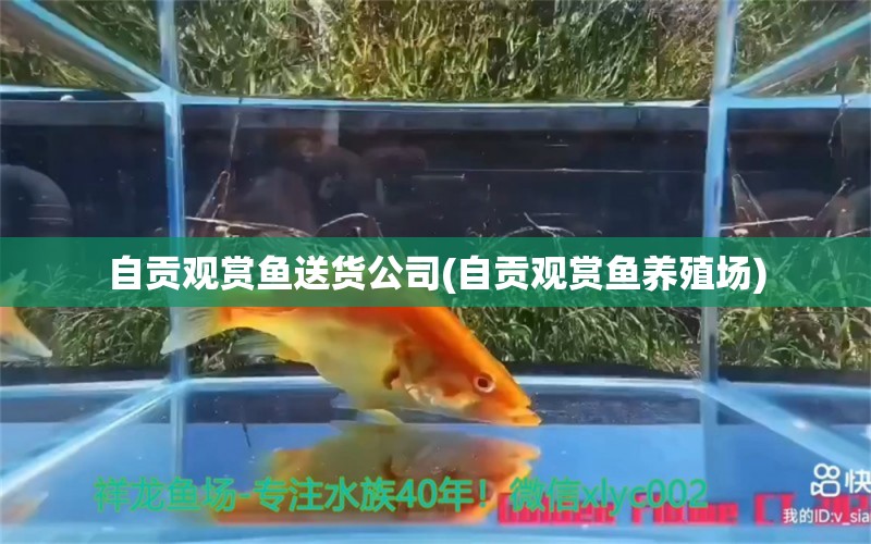 自貢觀賞魚送貨公司(自貢觀賞魚養(yǎng)殖場) 魚缸/水族箱