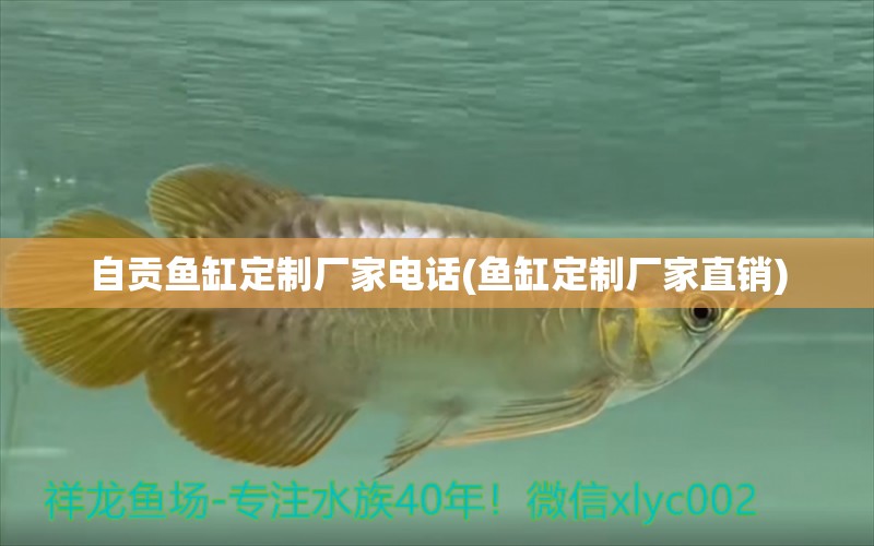 自貢魚缸定制廠家電話(魚缸定制廠家直銷) 紅龍專用魚糧飼料