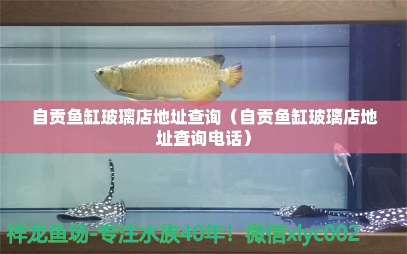 自貢魚缸玻璃店地址查詢（自貢魚缸玻璃店地址查詢電話） 觀賞魚水族批發(fā)市場