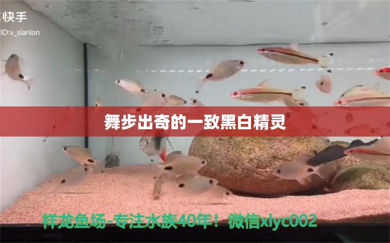 舞步出奇的一致黑白精靈 龍鳳鯉魚(yú)