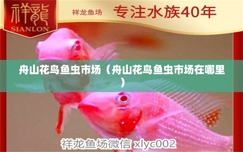 舟山花鳥魚蟲市場(chǎng)（舟山花鳥魚蟲市場(chǎng)在哪里） 觀賞魚水族批發(fā)市場(chǎng)