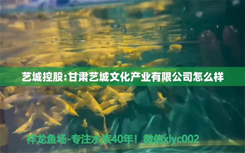 藝城控股:甘肅藝城文化產業(yè)有限公司怎么樣 水族品牌