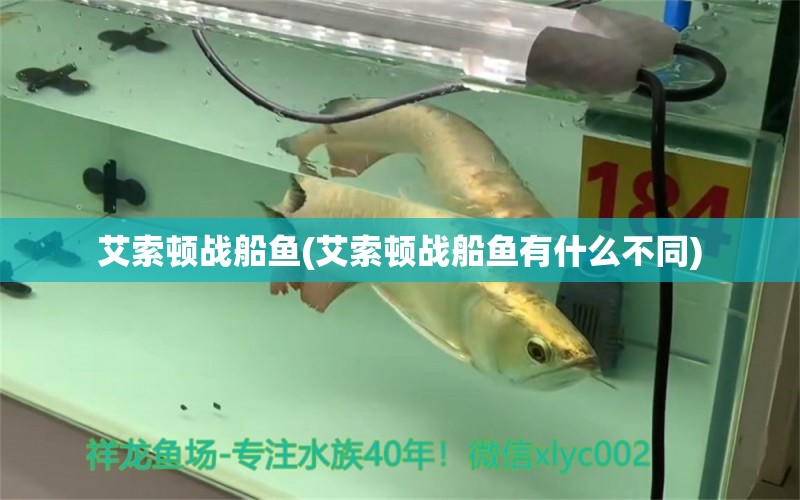 艾索頓戰(zhàn)船魚(艾索頓戰(zhàn)船魚有什么不同) 殺菌消毒設(shè)備