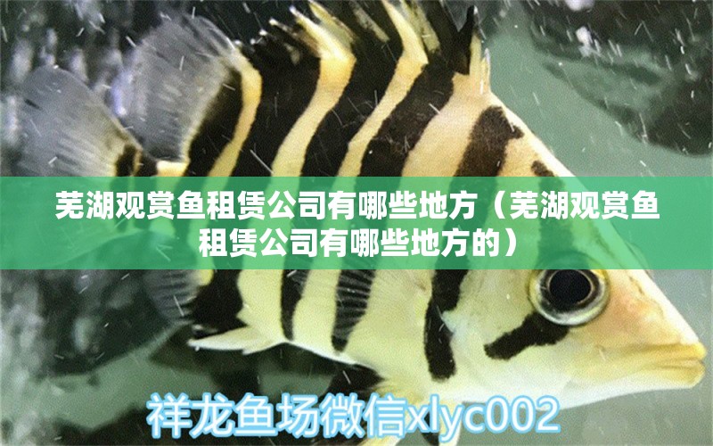 蕪湖觀賞魚租賃公司有哪些地方（蕪湖觀賞魚租賃公司有哪些地方的） 量子養(yǎng)魚技術(shù)