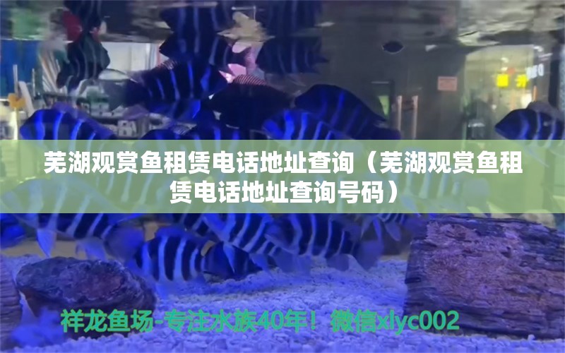 蕪湖觀賞魚租賃電話地址查詢（蕪湖觀賞魚租賃電話地址查詢號(hào)碼）