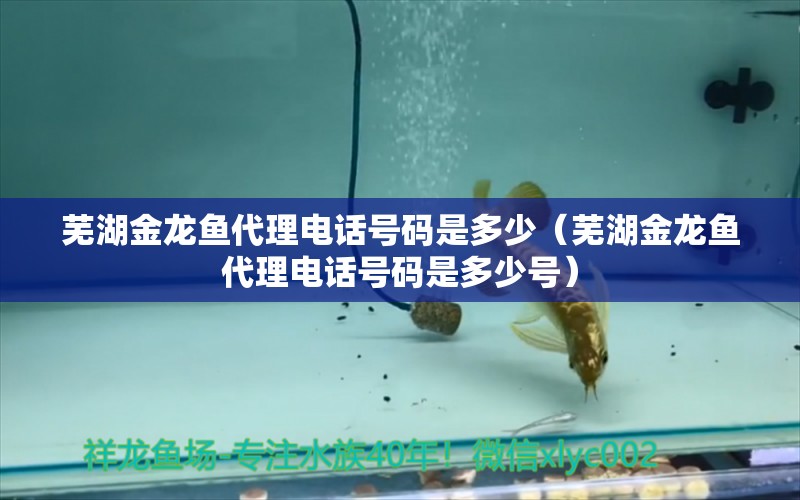 蕪湖金龍魚代理電話號(hào)碼是多少（蕪湖金龍魚代理電話號(hào)碼是多少號(hào)）