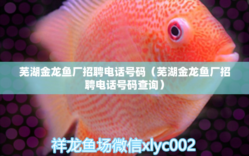 蕪湖金龍魚廠招聘電話號(hào)碼（蕪湖金龍魚廠招聘電話號(hào)碼查詢）