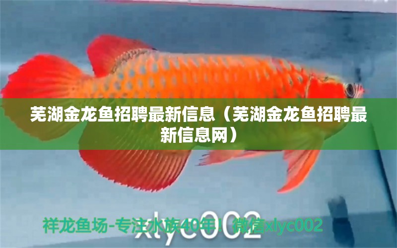 蕪湖金龍魚招聘最新信息（蕪湖金龍魚招聘最新信息網(wǎng)）