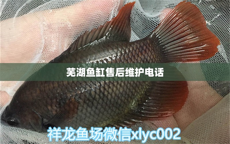 蕪湖魚缸售后維護(hù)電話