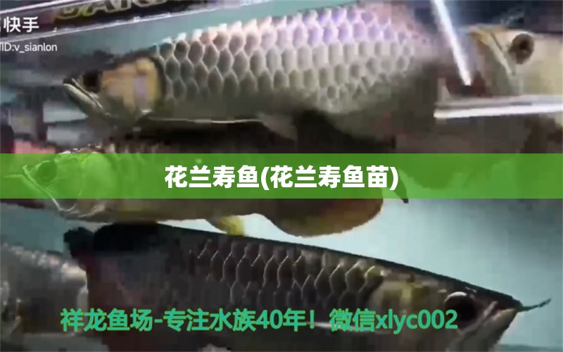 花蘭壽魚(花蘭壽魚苗) 觀賞魚 第1張