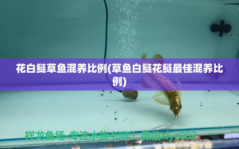 花白鰱草魚混養(yǎng)比例(草魚白鰱花鰱最佳混養(yǎng)比例) 斑馬鴨嘴魚苗