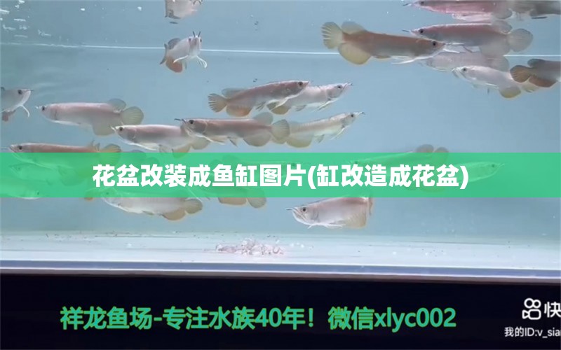 花盆改裝成魚缸圖片(缸改造成花盆) 檸檬鯽